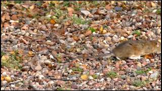 quotRats Longtailed rodents order Rodentia Rattus Neotoma Bandicota Dipodomysquot [upl. by Macguiness]