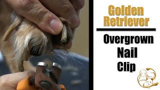 Overgrown Dog Nail Clip  Golden Retriever Grooming [upl. by Eseela]