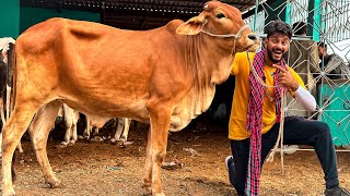 ALHAMDULILLAH MANDI LOOT LI ♥️ APNA JANWAR LE LIA  COW MANDI VLOG  BAKRA EID [upl. by Emerald155]