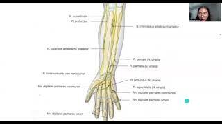 Anatomi Mandibula M Regio Antebrachium Articulatio Genu [upl. by Aleekat]