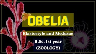 Obelia part2  Blastostyle and Medusae  Coelenterata [upl. by Enoyrt]