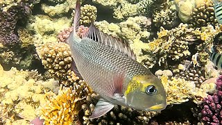 Bigeye emperor Monotaxis grandoculis humpnose bigeye bream bigeye barenose bigeye bream 4K [upl. by Harry]