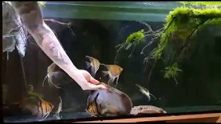 Potamotrygon motoro Wild amp pterophyllum scalare amapa red back feeding time [upl. by Turpin]