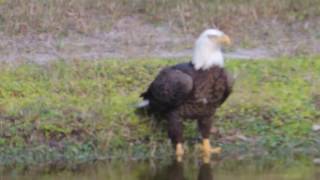 Wild Turkey Chases off a Bald Eagle [upl. by Treblig853]