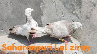 Saharanpuri pigeons Lal zirey Pair [upl. by Yrollam]