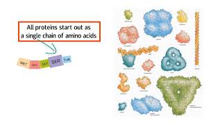 TRANSCRIPTION AND TRANSLATION DNA What is mRNA PROTEIN SYNTHESIS [upl. by Fey465]