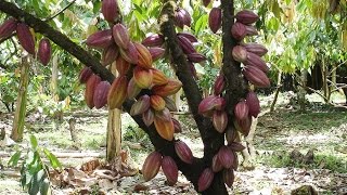 Cómo Realizar el Manejo Integrado de Cultivo de Cacao  TvAgro por Juan Gonzalo Angel [upl. by Poliard]