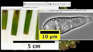 How to set scale bar in imageJ on Microscope and camera images  image calibration [upl. by Nappie]