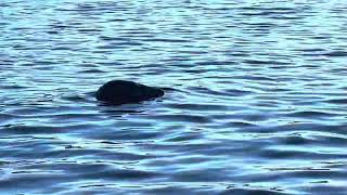 Close encounter with a seal off Sidmouth [upl. by Packston]