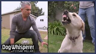 Cesar Millan VS Most Aggressive Dogs  Dog Whisperer Marathon [upl. by Helbon]