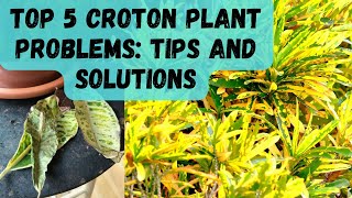 Croton Plants Problems Tips and Solutions [upl. by Orodisi710]