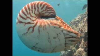 The Chambered Nautilus [upl. by Charmian775]