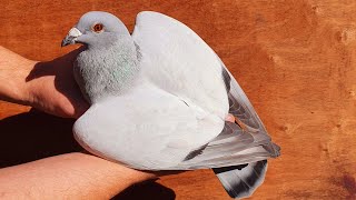 Breeding genuine barless racing pigeons [upl. by Aldo830]