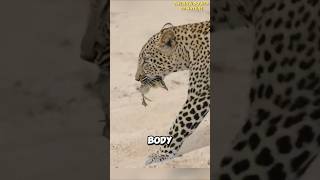 Baby Goose Outsmarts Leopard [upl. by Ettigirb761]