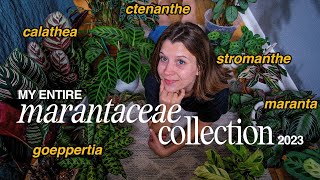 my MARANTACEAE FAMILY collection calathea ctenanthe goeppertia stromanthe amp maranta  2023 [upl. by Jet]