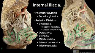 Pelvic Vasculature M1 Perineum SDV [upl. by Shaver119]