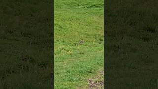 SO CLOSE 🤣😭 slowmo BOWHUNTING wild game rabbits nzhunting [upl. by Akiem105]