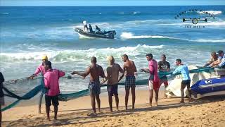 Sardine Run Shelly Beach South Coast KwaZuluNatal [upl. by Bor19]