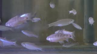 Taiwan Local Teleost Fish Candidia barbata Acrossocheilus paradoxus 2024120701 [upl. by Bunch]