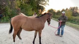 5 Fun Exercises for Weanling Foals  Basic Training Activities for Young Horses [upl. by Faro]