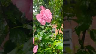 Fathers garden flower palampur colours nature hobbyist harmony mood freshner [upl. by Lohse167]