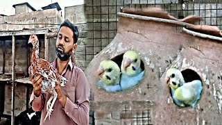 Masha Allah sey budgies baby parrot barre ho Gaye [upl. by Madi]