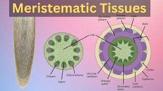 Meristematic tissues in plant Meristematic tissues in plants class 11Meristematic tissues class9 [upl. by Margaret]