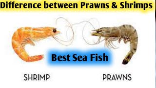 Difference Between Of Prawns amp Shrimps bala awesome recipe  Which is Better prawns vs shrimps [upl. by Sternick]