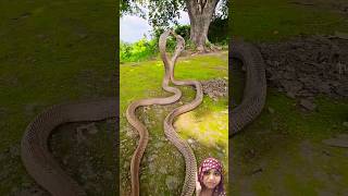 Kya ajooba haiyoutubeshort vairalshort ytshorts nag nagin videosnake video [upl. by Marga]