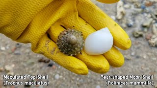 Shelling Episode 14  My First Conus consors  Lettered Venus amp Land Snails • Finding Seashells [upl. by Marguerie]