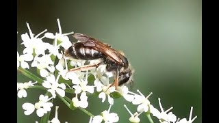 Goudpootzandbij Andrena chrysosceles vrouwtje [upl. by Atteynod]