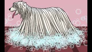 462023 Komondor Kleaner [upl. by Trueman]