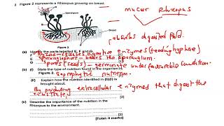 Saprophytic Nutrition  exam question full topic explained [upl. by Nyladnewg]