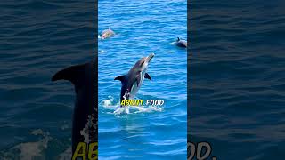 How do Dolphin communicate amp there life style 60secondcuriosity curiositymatters [upl. by Kevina]