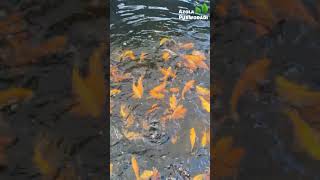 Inilah 4 Manfaat Plastik UV Untuk Kolam Ikan [upl. by Merl]