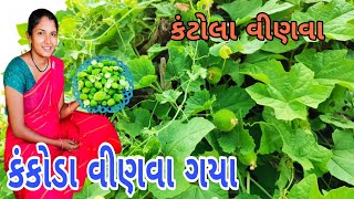 કંકોડા વીણવા ગયા  કંટોલા વીણવા  kantola vinva Gaya  how to make kantola recipe  kankoda recipe [upl. by Kryska596]