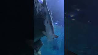 Big White Shark  Istanbul Aquarium shorts [upl. by Nyrrek]