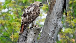 Red tailed Hawk Calling Screeching [upl. by Eelan]