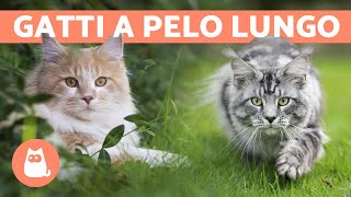 10 RAZZE di GATTI più PELOSI 🐱 Scoprile [upl. by Ray]