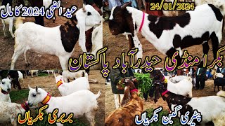 Bakra mandi Hyderabad  latest update today  Eid UL adha 2024  patari Goat  date 24012024 [upl. by China]