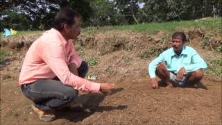 Nursery management in rice cultivation Odia [upl. by Wincer]