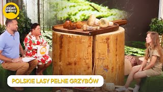 Jakie grzyby znajdziecie w Polskich lasach🍄‍🟫 Dzień Dobry TVN [upl. by Anirhtak448]