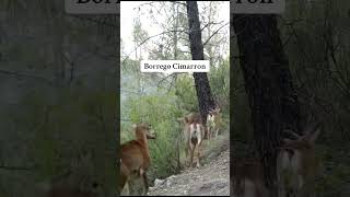 Borrego Cimarron animals mexico curiosidades suscribeteanuestrocanal wildlife [upl. by Ajiat]