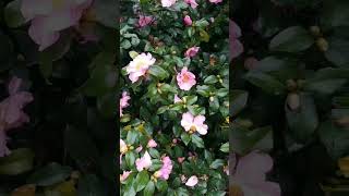 Our Christmas camellia is blooming now She is so beautiful [upl. by Dhar]