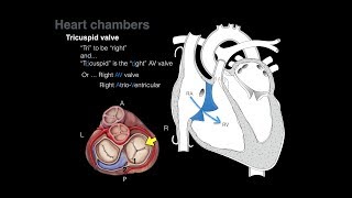 Overview of Heart Anatomy Tutorial [upl. by Noremak]