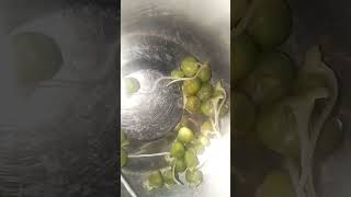 Part 1growing peas at home 🏠 [upl. by Sioux]