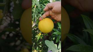 మామిడికాయ కాసింది మా chettuki🥭mango food shorts [upl. by Singleton433]