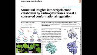 Shabek Lab  UC Davis reveals the mechanism of branching hormone Strigolactone breakdown [upl. by Marcello]