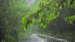 Som real de Chuva na folhagem 🌧 Barulho de Chuva com Raios e Trovões para dormir  Rain sounds [upl. by Yug811]