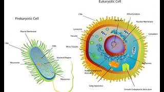 What Is Cytoplasmic Staining [upl. by Bastien415]